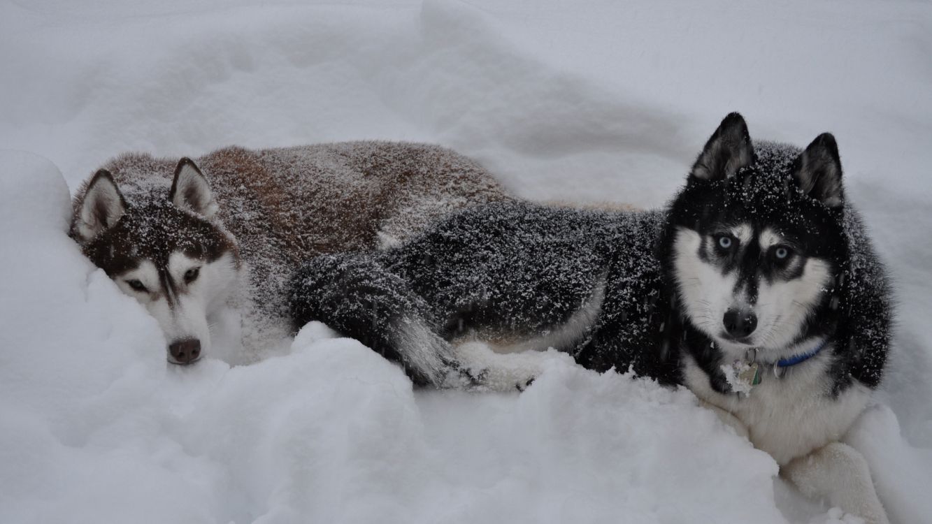 Husky Siberiano en Blanco y Negro Tumbado en el Suelo Cubierto de Nieve Durante el Día. Wallpaper in 2560x1440 Resolution
