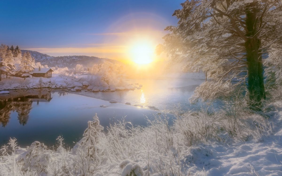 snow covered trees near lake during daytime