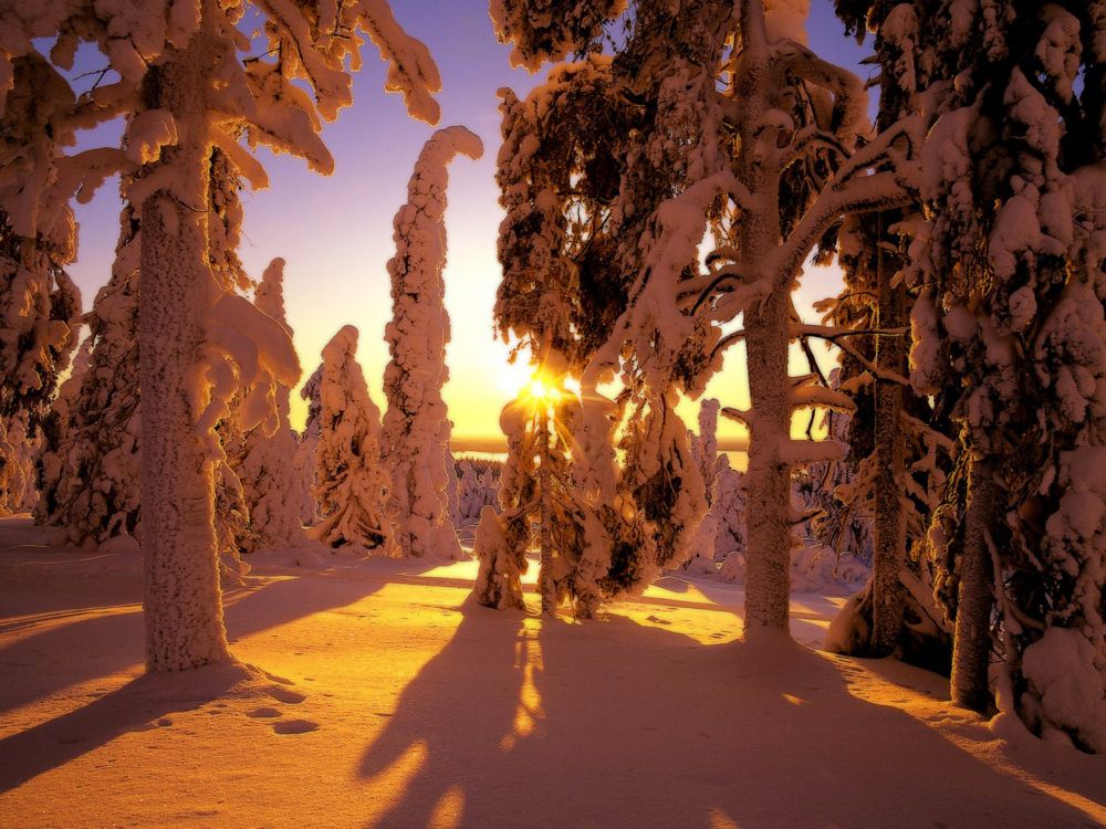 Braune Bäume Auf Braunem Sand Bei Sonnenuntergang. Wallpaper in 2560x1920 Resolution