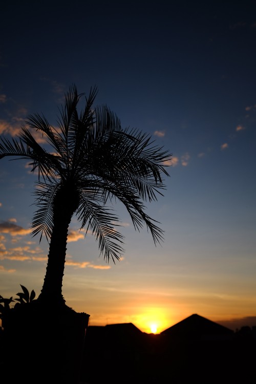 Image silhouette of palm tree during sunset