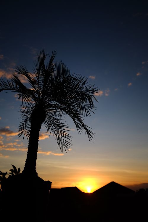 silhouette of palm tree during sunset