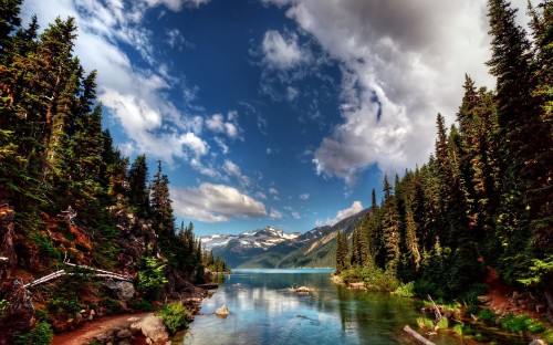 Image green trees near lake under blue sky and white clouds during daytime