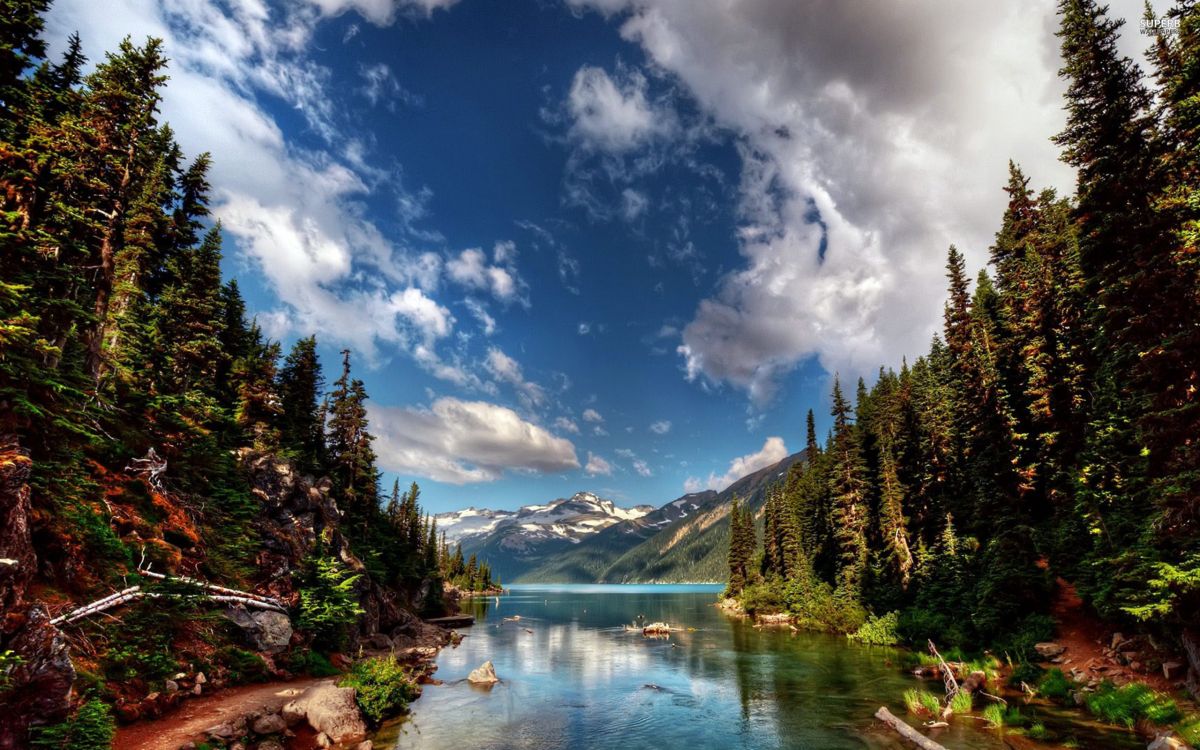 green trees near lake under blue sky and white clouds during daytime