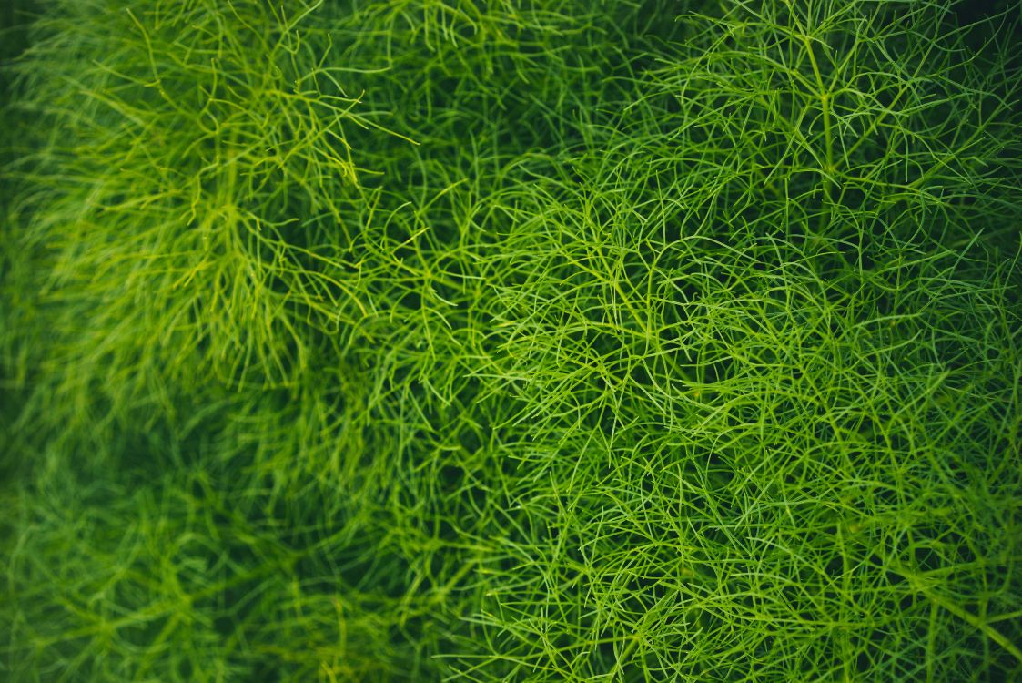 Rasen, Gr, Vegetation, Gras, Blatt. Wallpaper in 7360x4912 Resolution