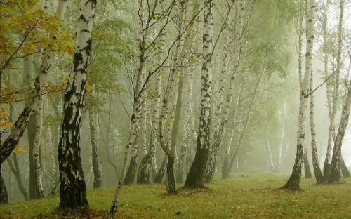 Image green grass field with trees