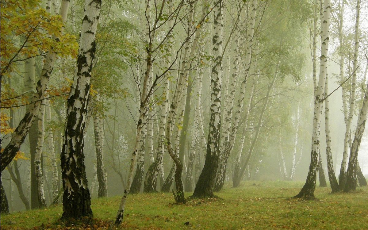 green grass field with trees