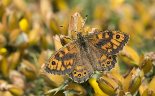 Image brown and black butterfly perched on yellow flower in close up photography during daytime