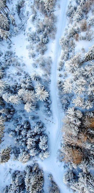 Image tree, plant, water, snow, twig