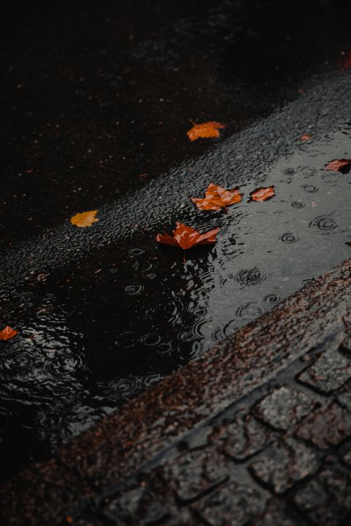 Eau, Surface de la Route, Asphalt, Feuille, Réflexion. Wallpaper in 4253x6379 Resolution