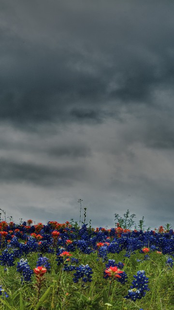 Image blue flowers under gray clouds