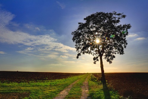 Image green tree on green grass field under blue sky during daytime