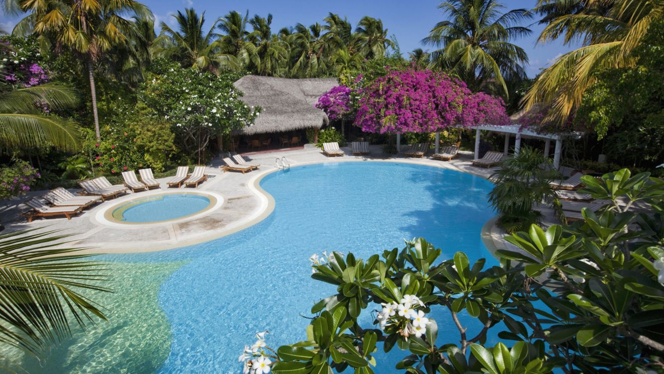 green trees near swimming pool during daytime