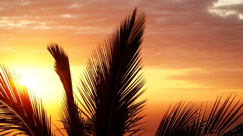 Image silhouette of palm tree during sunset