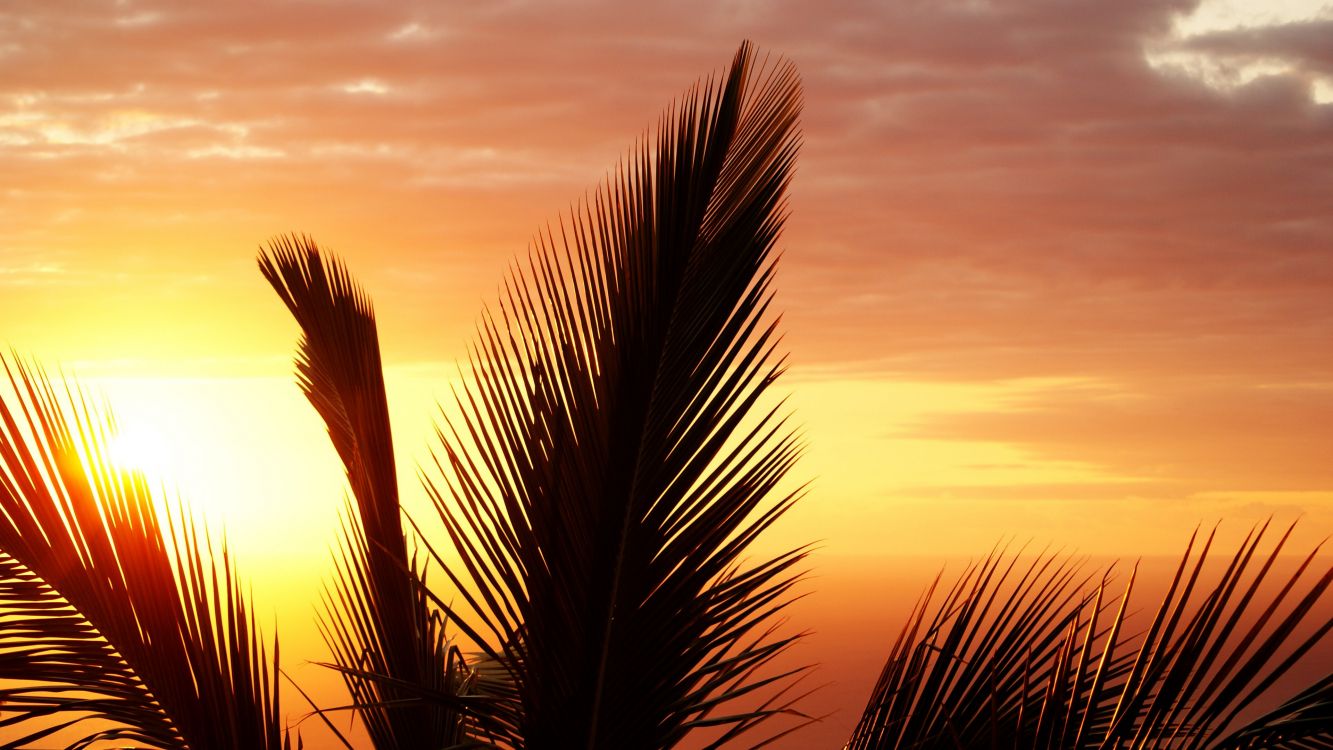 silhouette of palm tree during sunset