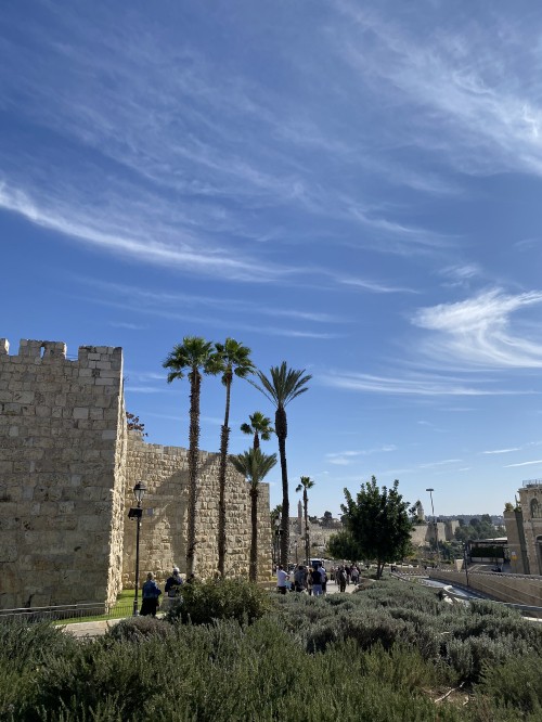 Image archaeological site, palm trees, ancient history, woody plant, stone wall