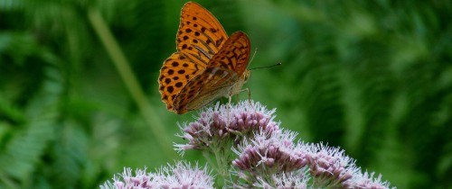 Image brown and black butterfly on purple flower