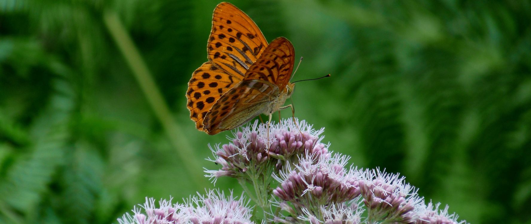 brown and black butterfly on purple flower