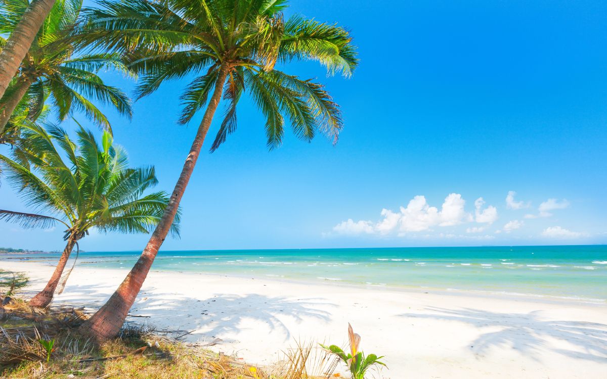 Palm Tree on Beach Shore During Daytime. Wallpaper in 3840x2400 Resolution