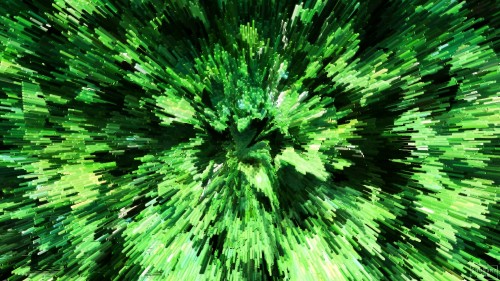 Image green pine tree in close up photography