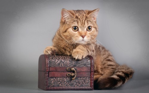 Image brown tabby cat on brown wooden box