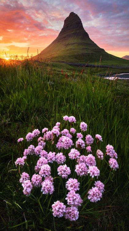 wildflower, visual arts, painting, flower, plant