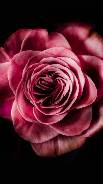 Image pink rose in black background