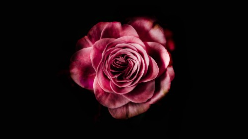 Image pink rose in black background