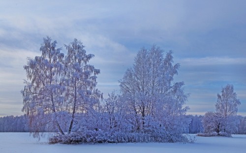 Image white leaf trees during daytime