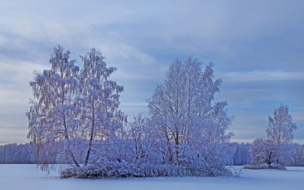 white leaf trees during daytime