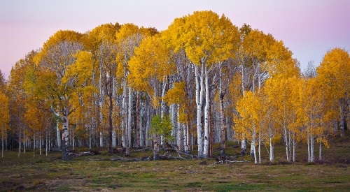 Image brown trees on green grass field during daytime