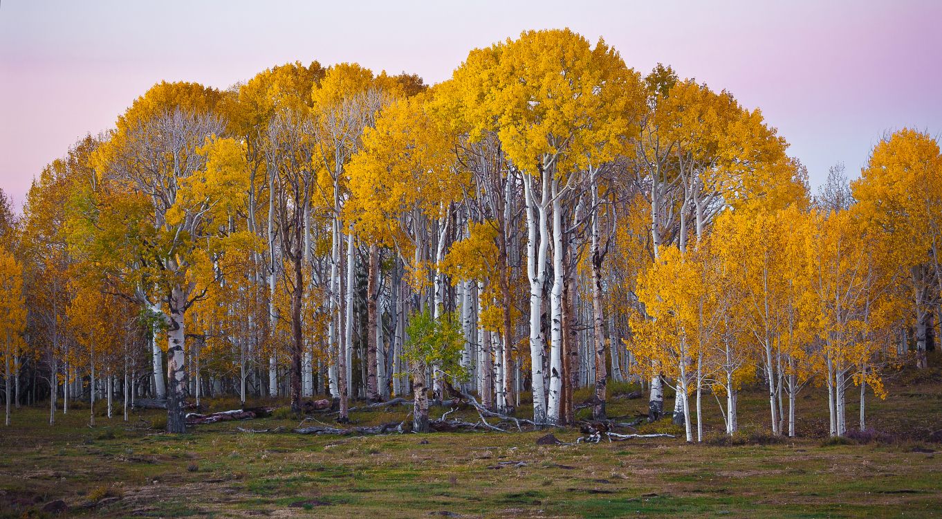 brown trees on green grass field during daytime