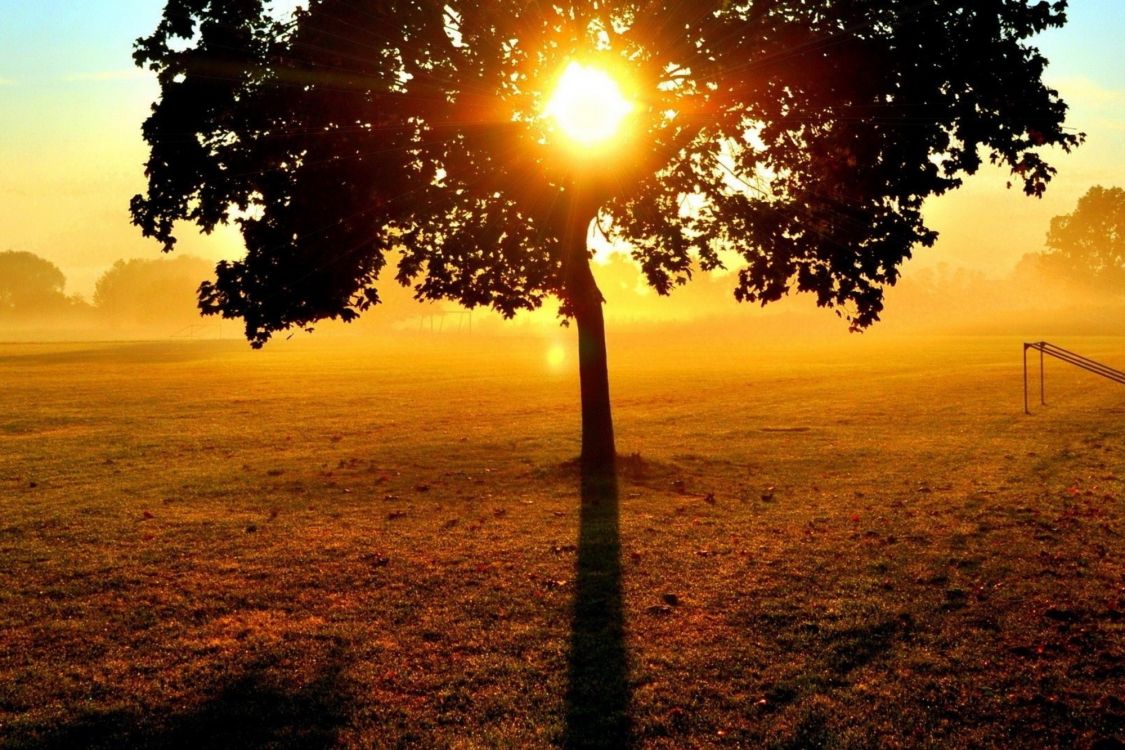 green tree on green grass field during sunset