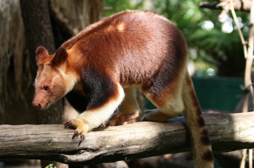 Image brown and black animal on brown tree branch