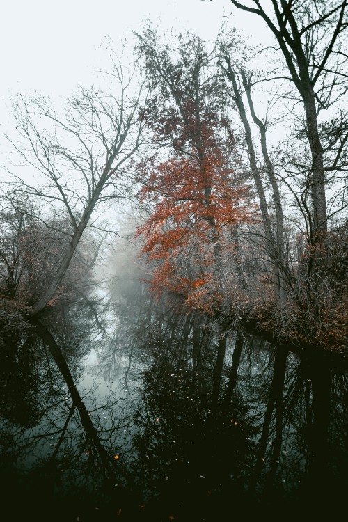 Image woody plant, branch, tree, nature, natural landscape