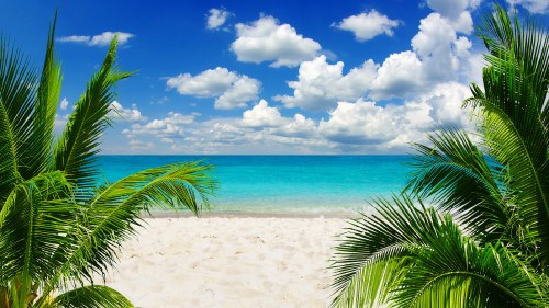 Image green palm tree on white sand beach during daytime