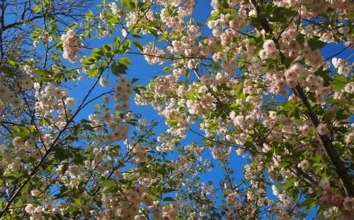 Image white and brown flower under blue sky during daytime