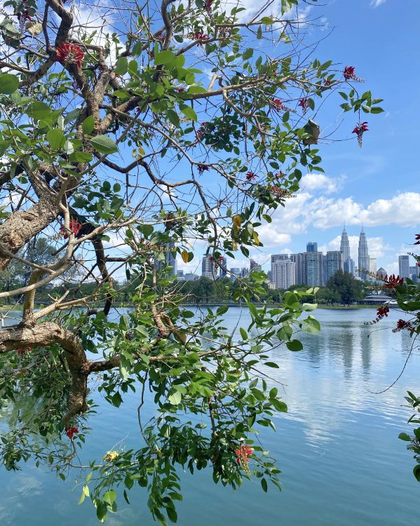 Wasser, Blatt, Pflanzen, Wissenschaft, Biologie. Wallpaper in 2986x3733 Resolution