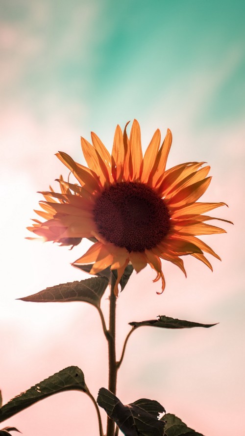 Sunflowers Blur The Background  Free photo on Pixabay  Pixabay