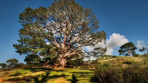 Image green tree on green grass field under blue sky during daytime