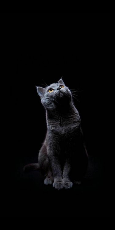 英国短毛猫, 小猫, 猫科, 胡须, 中小型猫 壁纸 1080x2160 允许