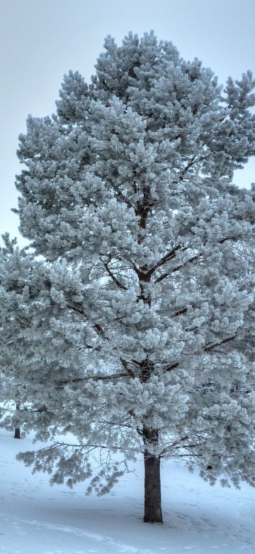 Image snow covered trees during daytime