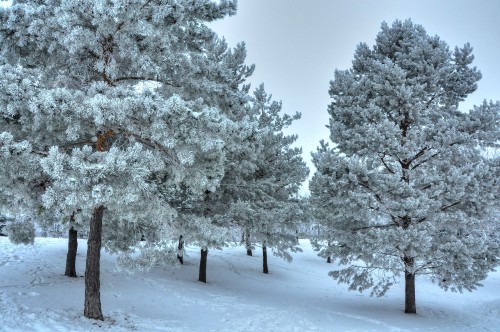 Image snow covered trees during daytime