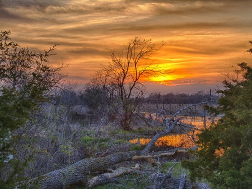 Image leafless trees on green grass field during sunset