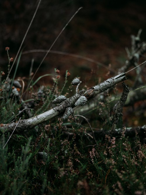 Image leaf, tree, twig, branch, grasses