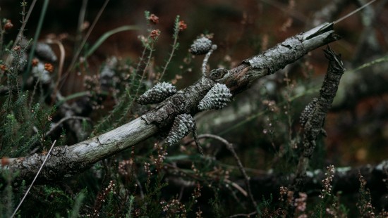 Image leaf, tree, twig, branch, grasses