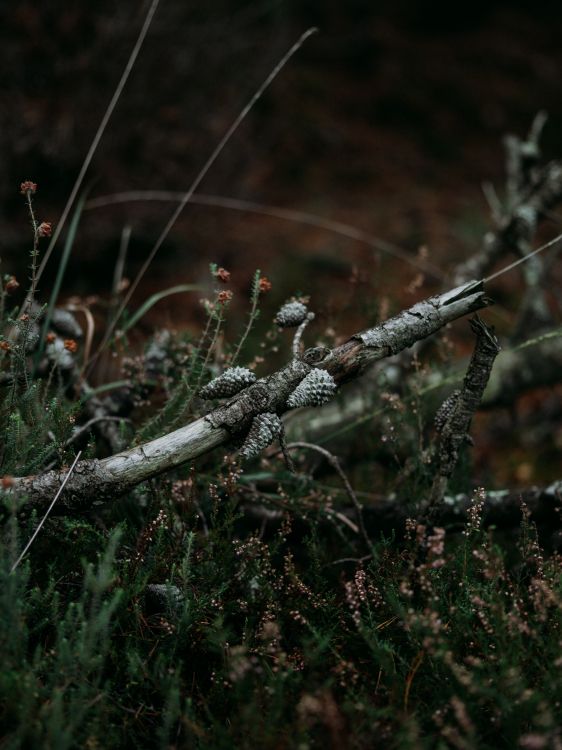 Leaf, Tree, Twig, Branch, Grasses. Wallpaper in 6192x8256 Resolution