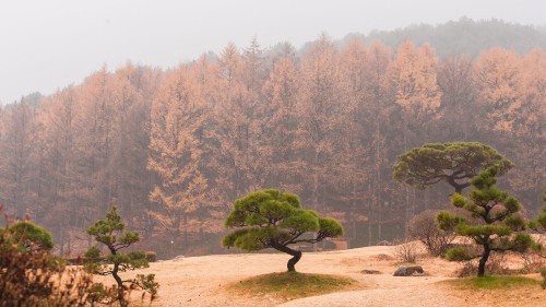 Image green trees on brown soil during daytime