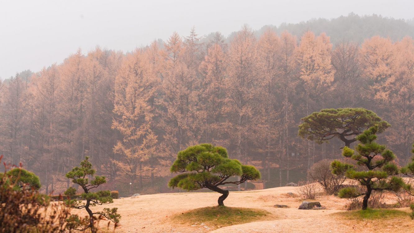 green trees on brown soil during daytime