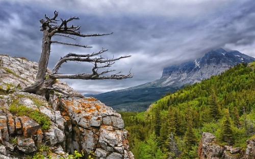 Image green trees on rocky mountain under cloudy sky during daytime