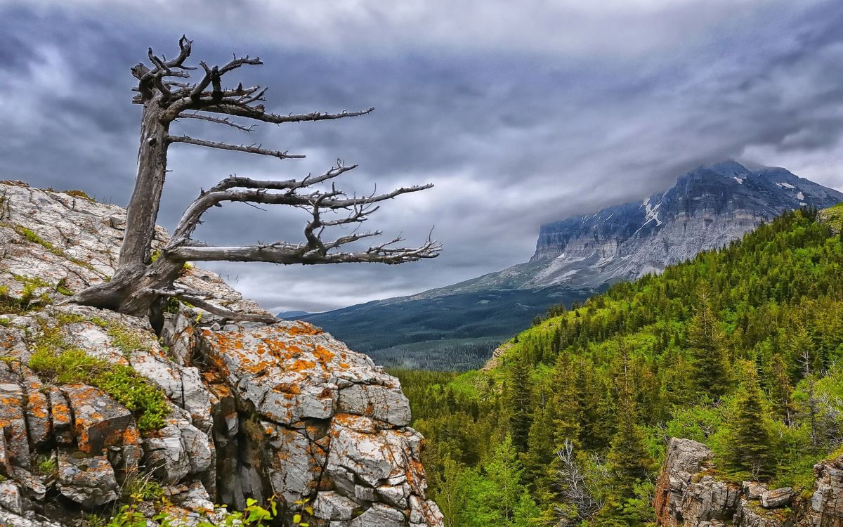 green trees on rocky mountain under cloudy sky during daytime